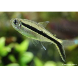 Pinguin Tetra - Thayeria Boehlkei