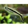 Pinguin Tetra - Thayeria Boehlkei