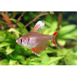 Weissflossen Schmucksalmler - Hyphessobrycon Bentosi White Fin