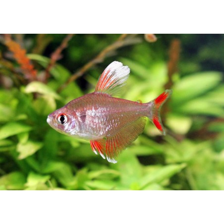Bianco Raffinato Rosé Tetra - Hyphessobrycon Bentosi White Fin