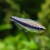 Tetra Royal Bleu - Inpaichthys Kerri