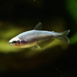 Königssalmler Super Blau - Inpaichthys Kerri Bleu