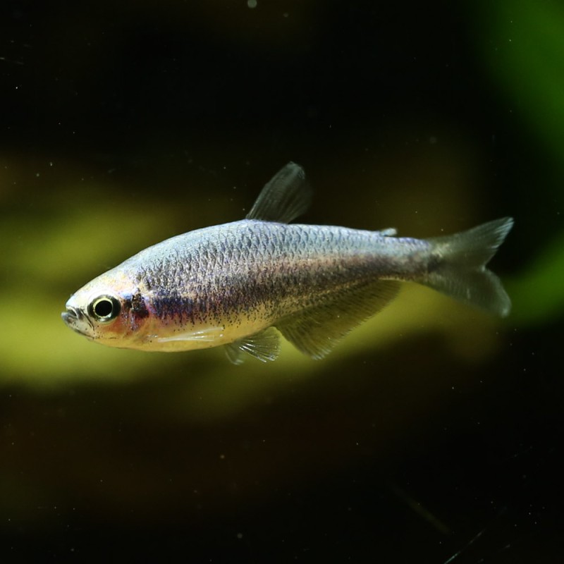 Königssalmler Super Blau - Inpaichthys Kerri Bleu