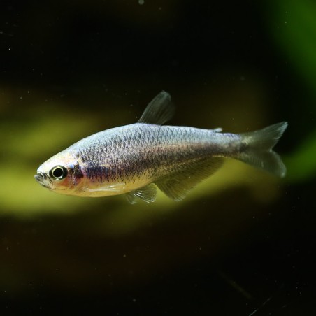 Königssalmler Super Blau - Inpaichthys Kerri Bleu