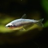 Königssalmler Super Blau - Inpaichthys Kerri Bleu