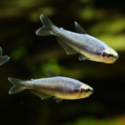 Tetra Royal Super Bleu - Inpaichthys Kerri Bleu