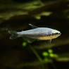 Königssalmler Super Blau - Inpaichthys Kerri Bleu