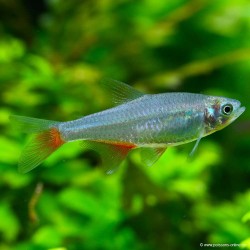 Rubinsalmler - Aphyocharax Rathbuni