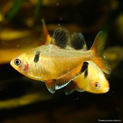 Serpae Salmler - Hyphessobrycon Callistus