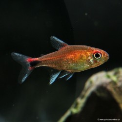 Red Semola Tetra - Axelrodia Riesei