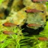 Red Semola Tetra - Axelrodia Riesei