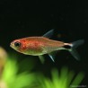 Red Semola Tetra - Axelrodia Riesei