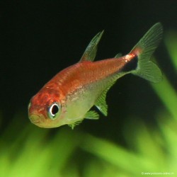 Red Semola Tetra - Axelrodia Riesei