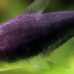 Tetra-Empereur Noir - Nematobrycon Palmeri Black