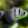 Trauermantelsalmler - Gymnocorymbus Ternetzi