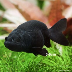 Schleierschwanzgoldfisch - Ranchu Schwarz - Carassius Auratus