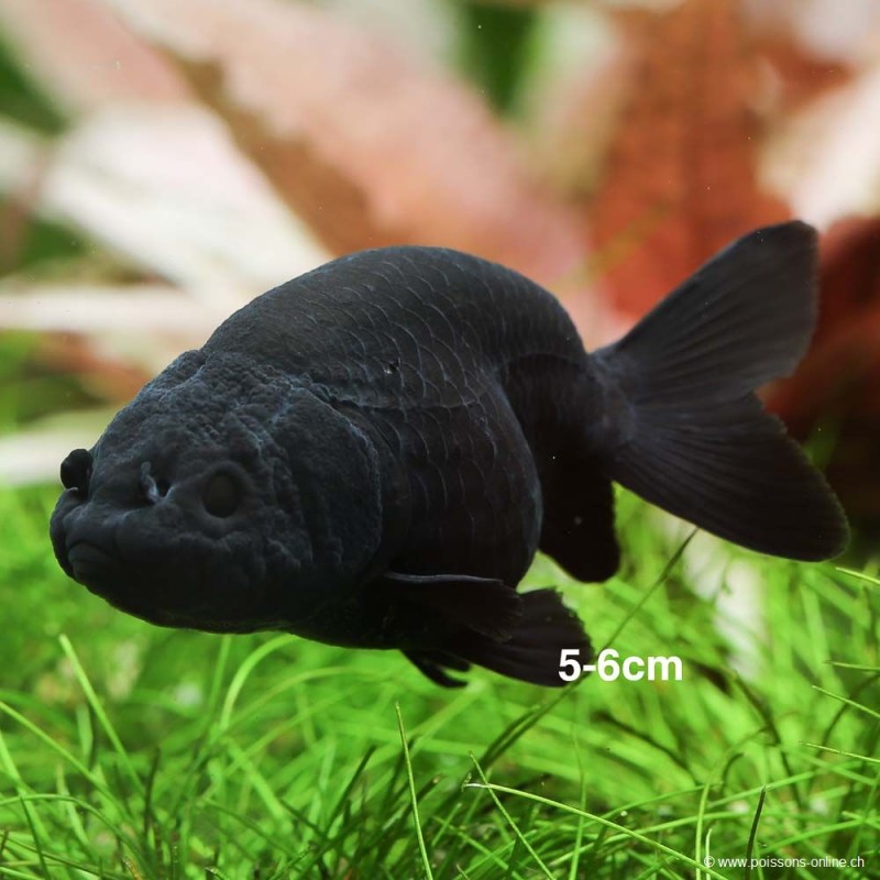 Schleierschwanzgoldfisch - Ranchu Schwarz - Carassius Auratus