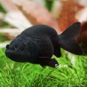 Schleierschwanzgoldfisch - Ranchu Schwarz - Carassius Auratus