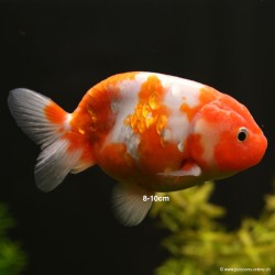 Schleierschwanzgoldfisch - Ranchu Rot Weiss - Carassius Auratus
