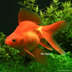 Schleierschwanzgoldfisch - Rot - Carassius Auratus