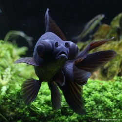 Schleierschwanzgoldfisch - Teleskop Schwarz - Carassius Auratus