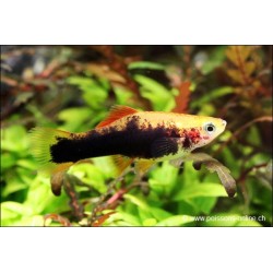 Schwertträger Gelb Tuxedo - Xiphophorus Helleri