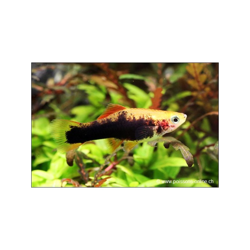 Schwertträger Gelb Tuxedo - Xiphophorus Helleri