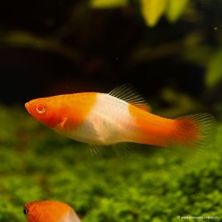 Schwertträger Koï - Xiphophorus Helleri