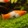 Schwertträger Koï - Xiphophorus Helleri