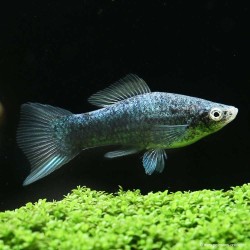 Schwertträger Schwarz - Xiphophorus Helleri