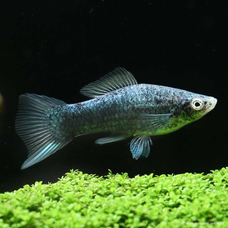 Schwertträger Schwarz - Xiphophorus Helleri