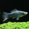 Schwertträger Schwarz - Xiphophorus Helleri