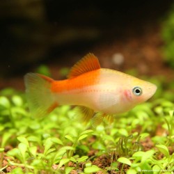 Schwertträger Pineapple - Xiphophorus Helleri