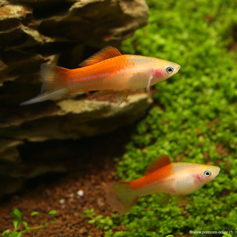 Schwertträger Pineapple - Xiphophorus Helleri