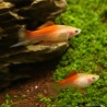 Schwertträger Pineapple - Xiphophorus Helleri