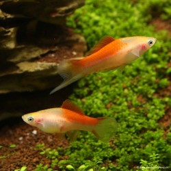 Schwertträger Pineapple - Xiphophorus Helleri
