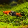 Schwertträger Tricolor - Xiphophorus Helleri