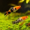 Schwertträger Tricolor - Xiphophorus Helleri