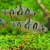 Rhombenbarbe - Desmopuntius Rhomboocellatus (Barbus)