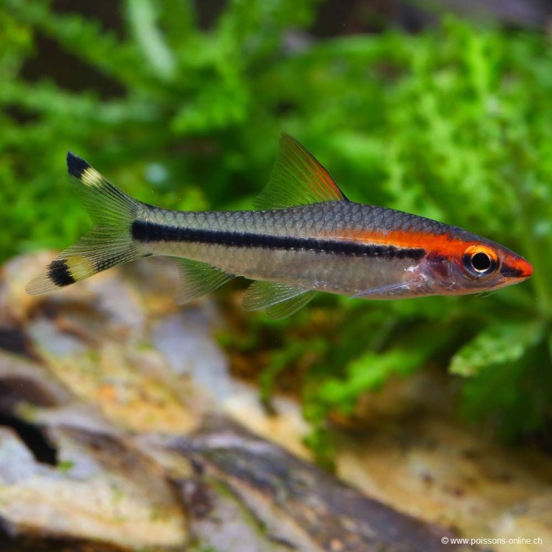 Barbus Crayon Mangeur D'Algues - Sahyadria Denisonii (Puntius)