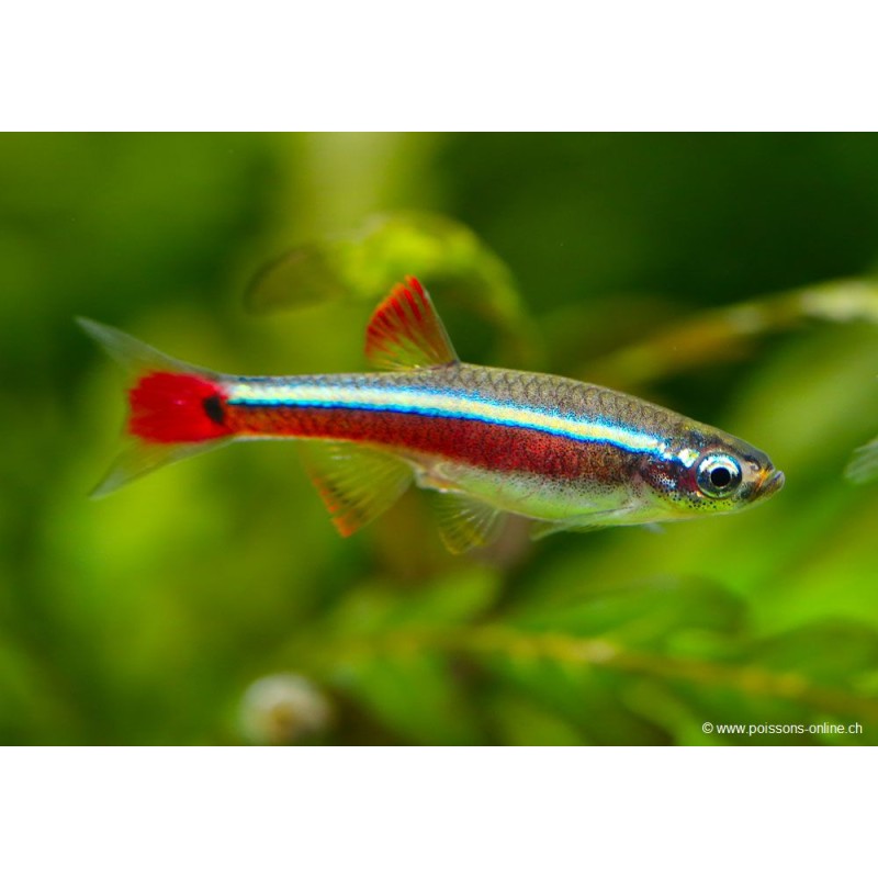Kardinalfisch - Tanichthys Albonubes