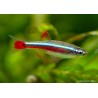 Kardinalfisch - Tanichthys Albonubes