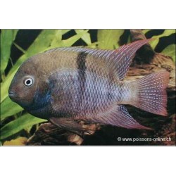 Sajica-Buntbarsch - Cichlasoma Sajica