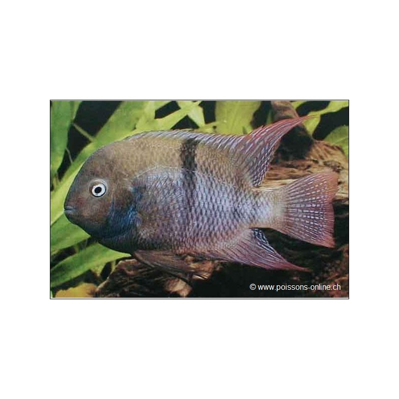 Sajica-Buntbarsch - Cichlasoma Sajica