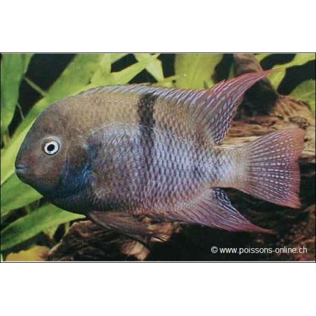 Sajica-Buntbarsch - Cichlasoma Sajica