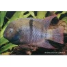 Sajica-Buntbarsch - Cichlasoma Sajica