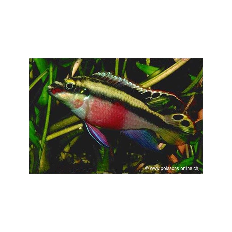 Purpurprachtbarsch - Pelvicachromis Pulcher