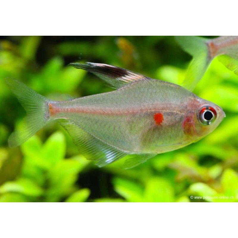 Fahnen-Kirschflecksalmler - Hyphessobrycon Erythrostigma