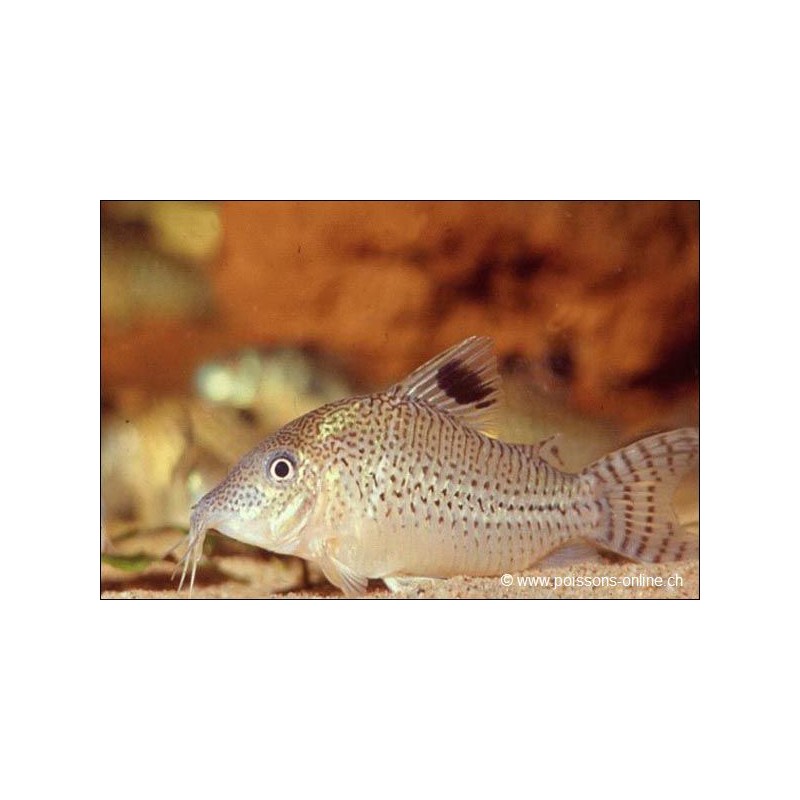 Corydoras Moucheté - Corydoras Punctatus