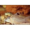 Punktierter Panzerwels - Corydoras Punctatus